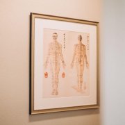 Organs in Traditional Chinese Medicine