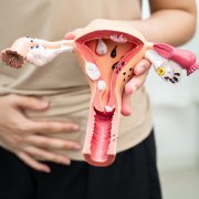 Low Ovarian Reserve - Female Reproductive Model
