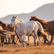 Year of the Horse